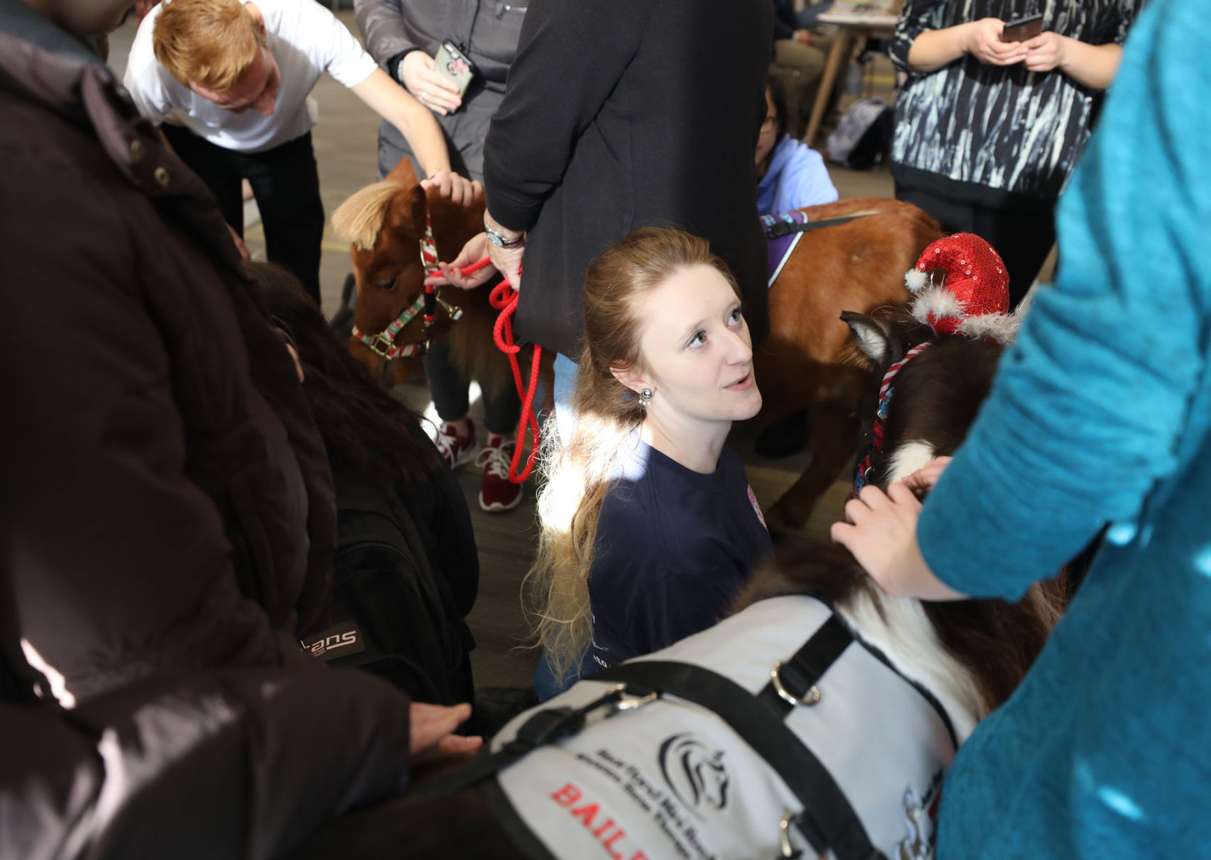 mini therapy horses 10 12.12.18.jpg